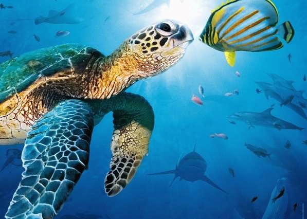 охрана черепах в океане